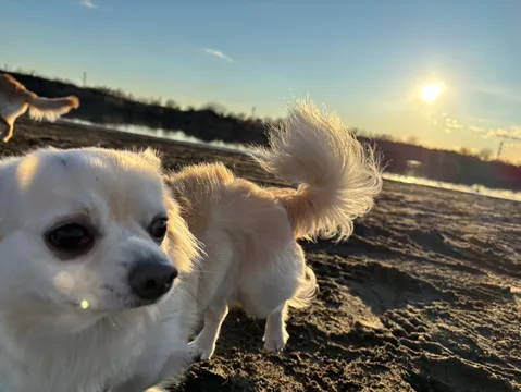 夕暮れの砂浜、愛犬と散歩