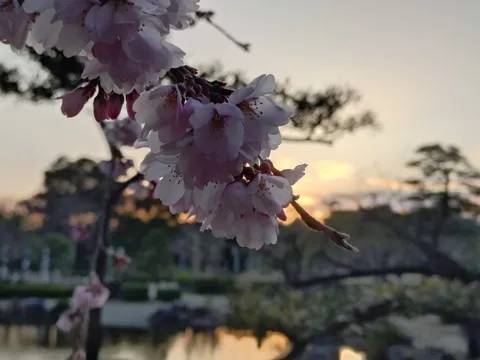 夕暮れに咲く、儚い桜の群れ