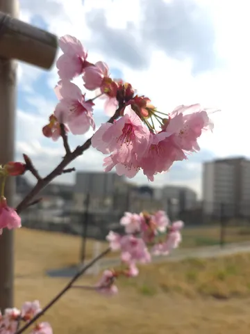 淡く色づく春の訪れ