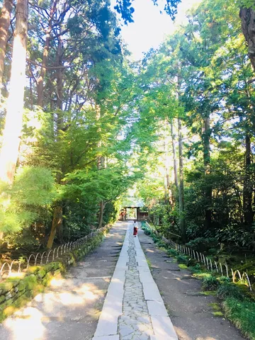 木漏れ日と参道の静謐