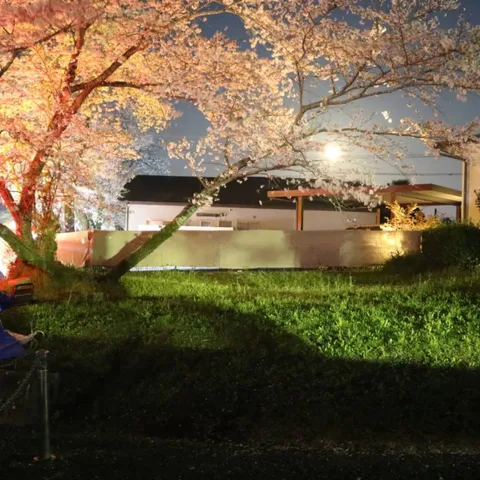 闇夜に灯る桜色の夢