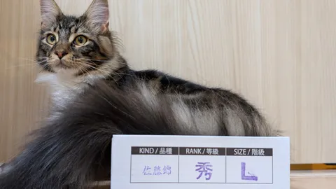 風格漂うメインクーン、サイズはL