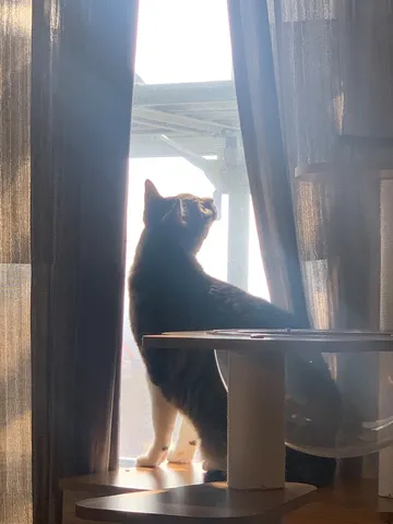 カーテン越しの猫の視線