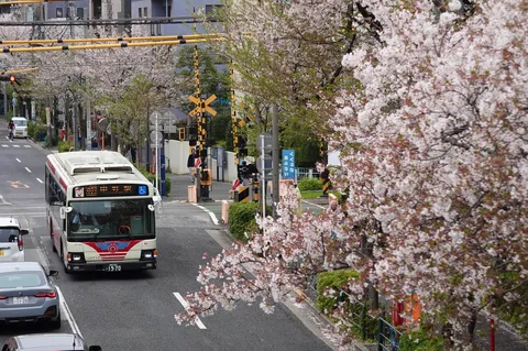 満開の桜と都会の風景