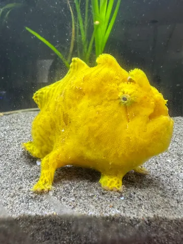水槽に潜む黄色い宝石！