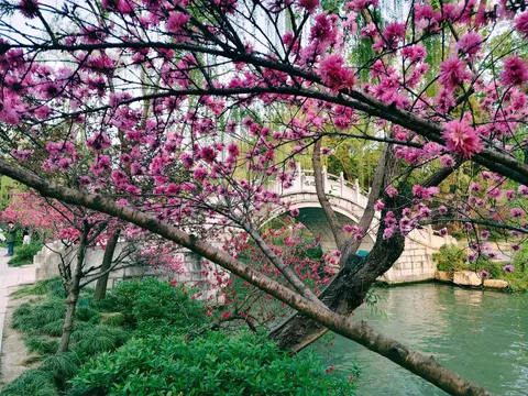 満開の桜と白い橋の調べ