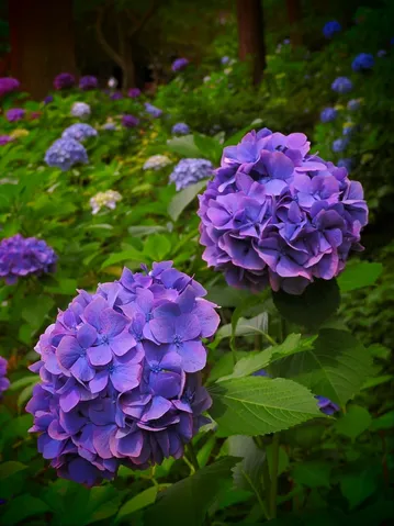 紫陽花が魅せる、深い紫の情景