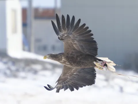 獲物を抱えて、悠然と空を舞う鷲