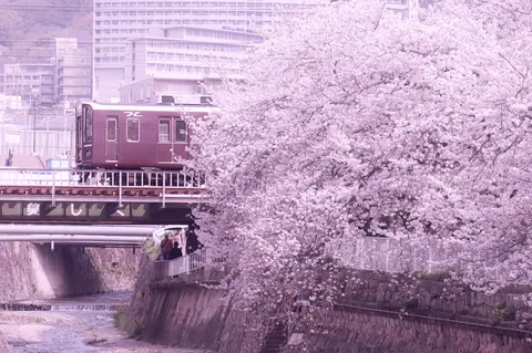 春の鉄路を彩る桜