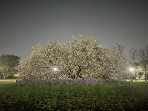 夜桜と紫の花のコントラスト