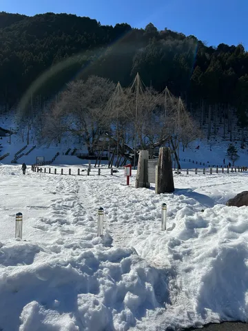 雪原に佇む巨木、冬の静寂