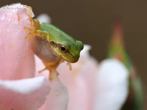 花と緑の静かな対話