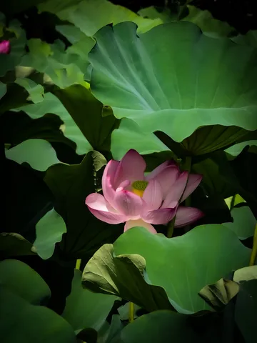 深い緑に映える桃色の蓮