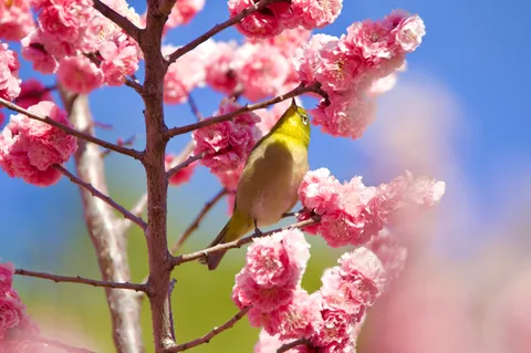 青空に映える桜と鳥
