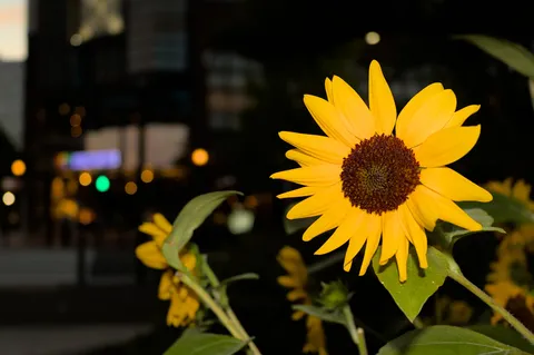 夜景に咲くひまわり