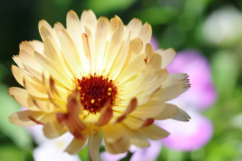 黄の風景を切り取る花