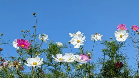 青空に揺れる花の群像
