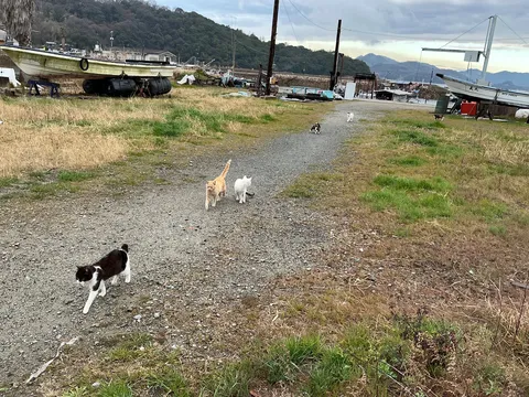 猫の島