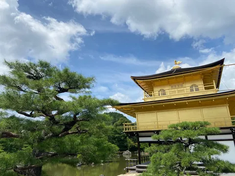 金色の社と風を映す松