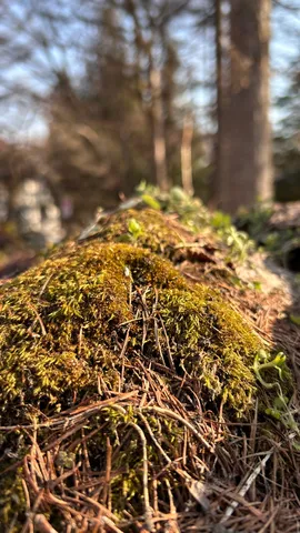 苔むす森の息吹