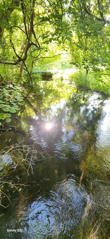 緑豊かな水辺、光のきらめき