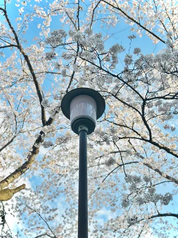 桜と街灯が織りなす春の空