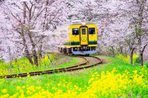 桜のトンネル黄色い列車