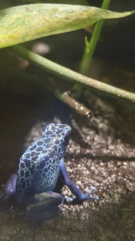 青い宝石、静かなる瞳