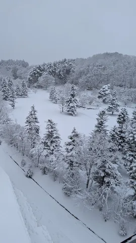 雪化粧の森、静寂の訪れ