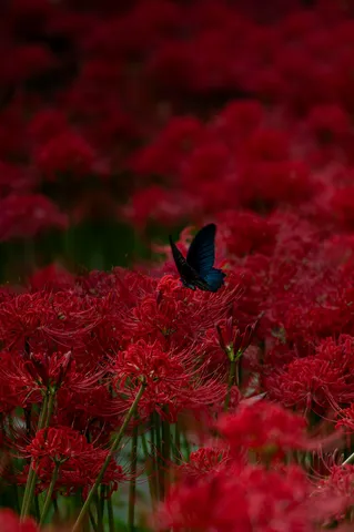 赤の花と蝶の静かな瞬間