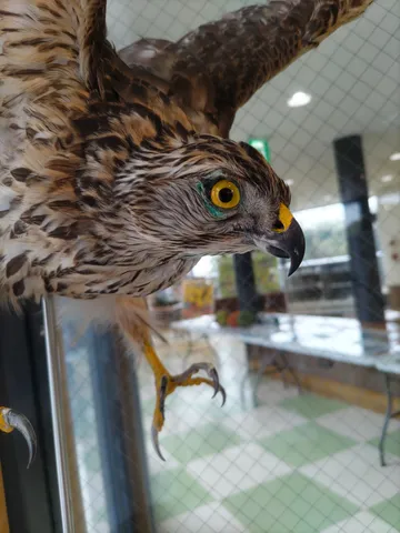 猛禽類の鋭い眼光にドキッ
