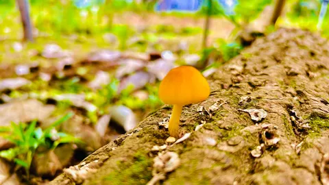 森の小さな住人、見ーつけた！