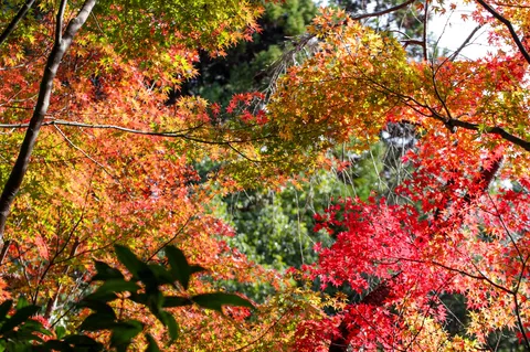 燃えるような紅葉、生命の躍動