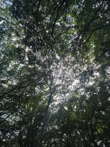 葉影の天蓋