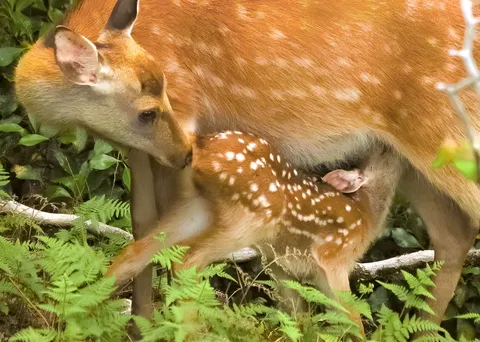 授乳する母子の微笑ましい瞬間