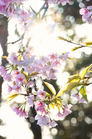 桜と太陽、まぶしさ限界突破のお知らせ