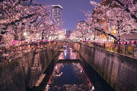 桜舞う水辺の夢