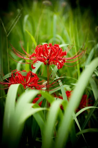 紅の彼岸花、風景の一隅