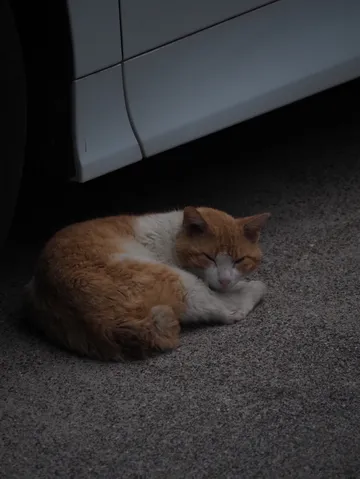 車陰の小さな休息