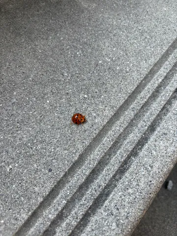 石畳とてんとう虫