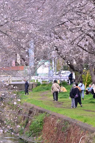 桜の下、春を歩く人々