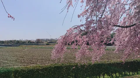 春風に揺れる桜、田園の叙景