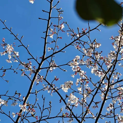 青空に舞う白い花