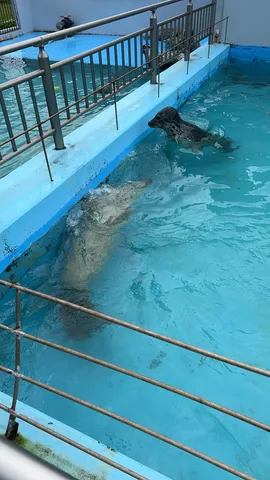 水中を漂うアザラシの親子の午後