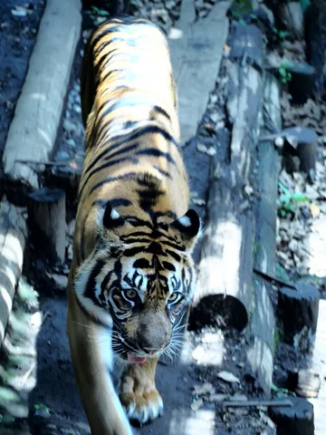 狙いを定める猛獣
