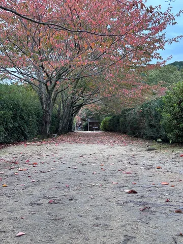 秋色に染まる道、落ち葉の絨毯