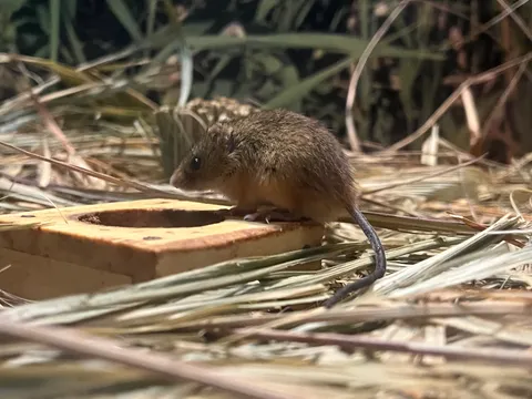 潜む小さな冒険家