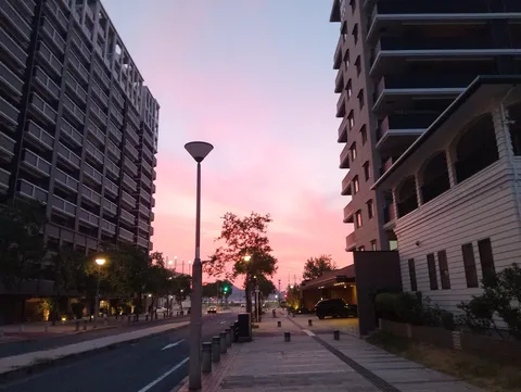 街路樹と茜色の空