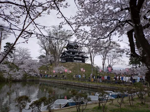 春告げる古城と桜の競演