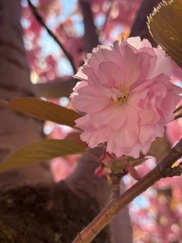 光を纏う、春の淡い吐息